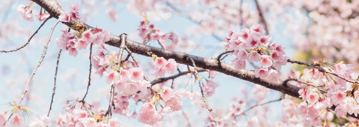 cherry blossoms